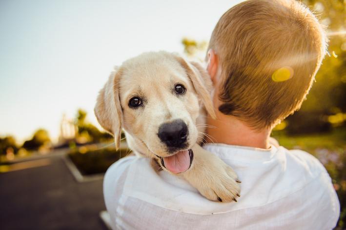 A Importância da Adoção de Cães