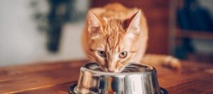 Alimentos Naturais que Podem Aumentar a Longevidade do Seu Gato