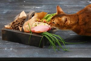 Benefícios da Alimentação Crua para Gatos