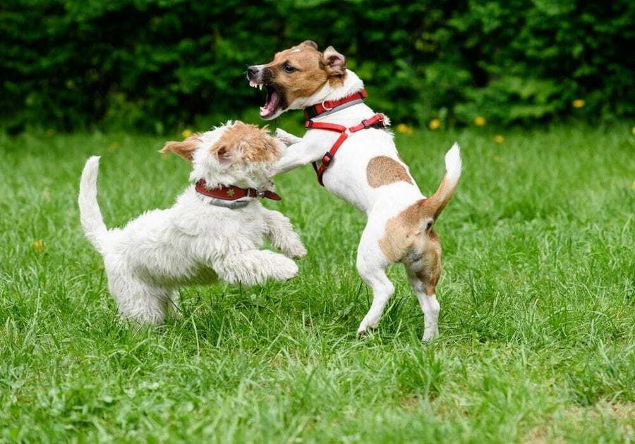 Cães Hiperativos: Como Usar Produtos Naturais para Acalmá-los