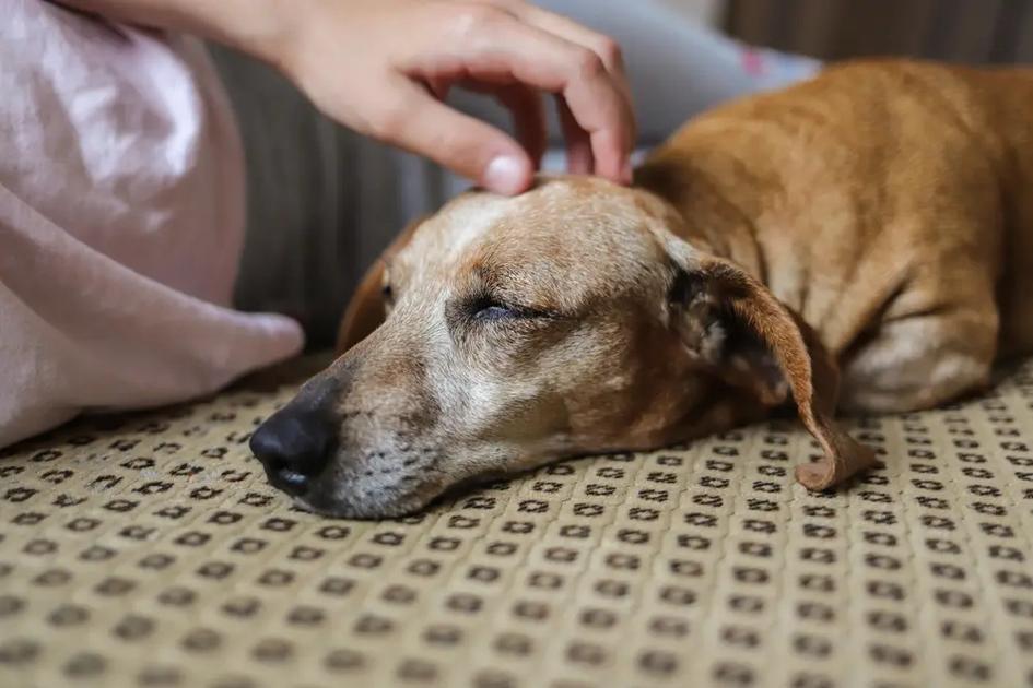 Cães Idosos: Como Melhorar a Qualidade de Vida com Produtos Naturais