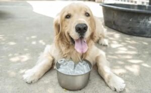 Cães nesse calorão