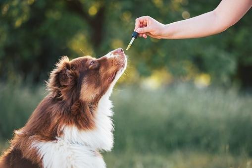 Como Tratar a Ansiedade em Cães com Óleos Essenciais Seguros