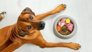 Os Melhores Alimentos Naturais para Fortalecer a Imunidade dos Cães