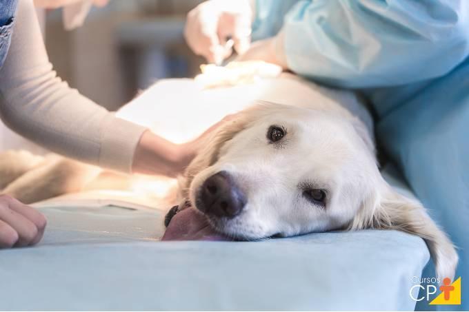 Tem idade certa para castrar cachorro?